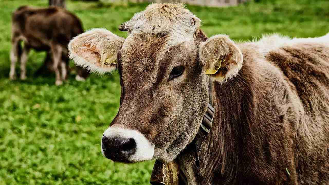 cow, cattle, animal-3611501.jpg