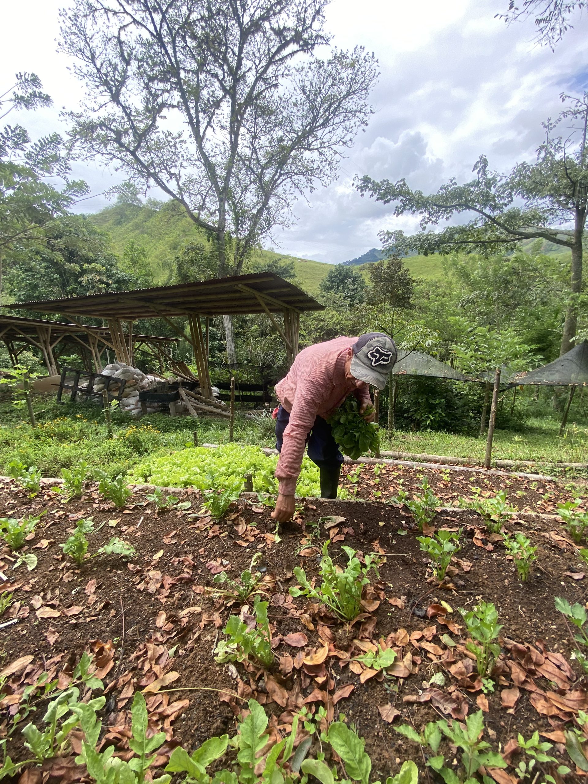 Empleado de Huitaca sembrando en la granja