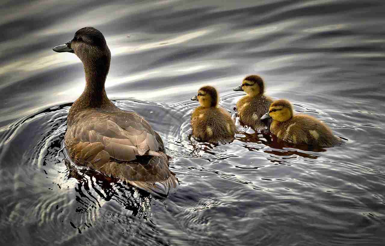 black ducks, ducklings, bird-2429165.jpg