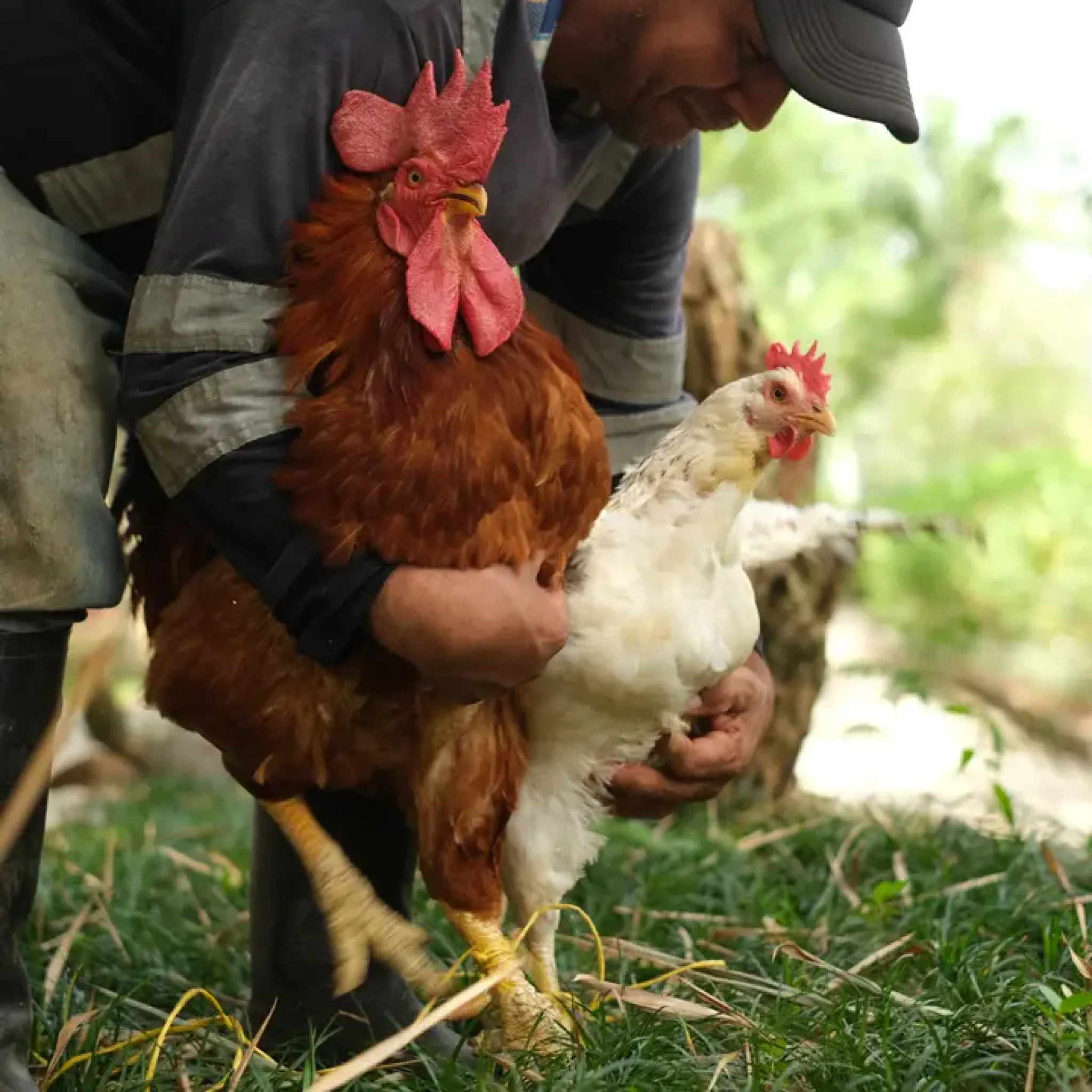 experiencias con animales