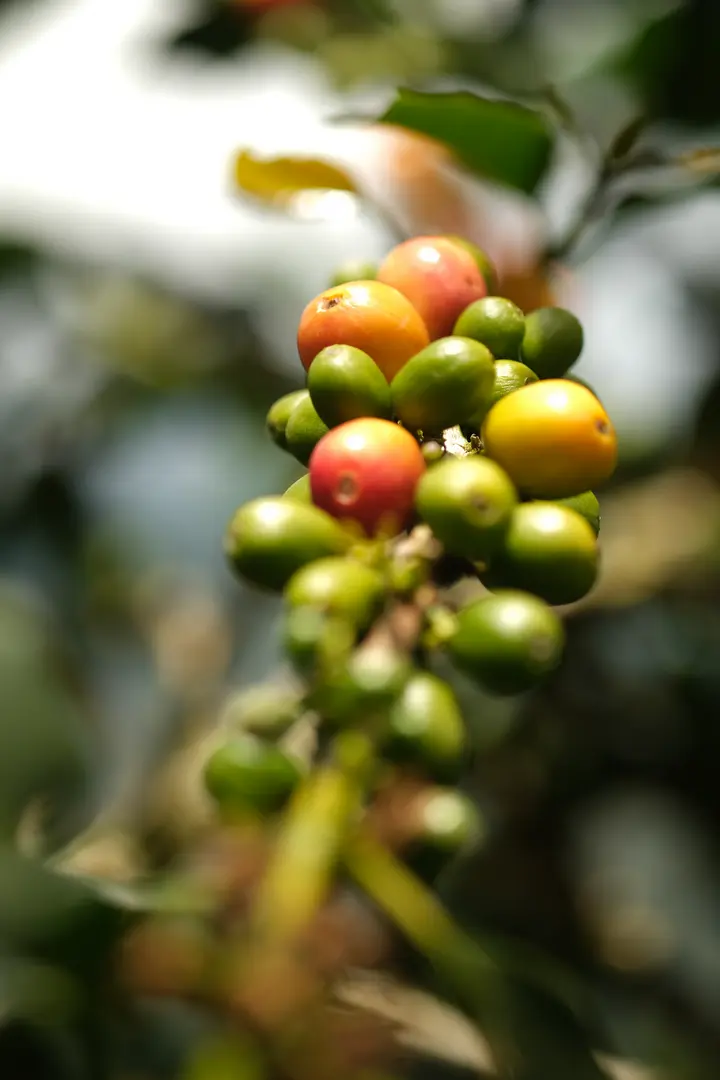 planta de cafe cultivada por medio de agricultura sostenible
