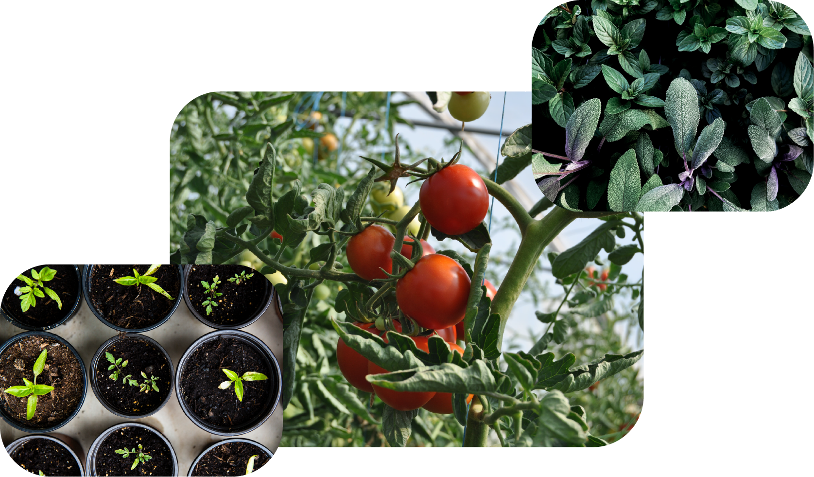 Huerta ecologica