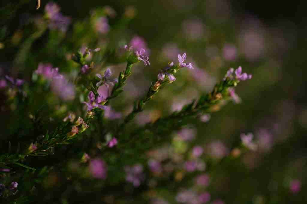 El respeto a todas las plantas hace parte del proceso de agricultura sostenible en Colombia