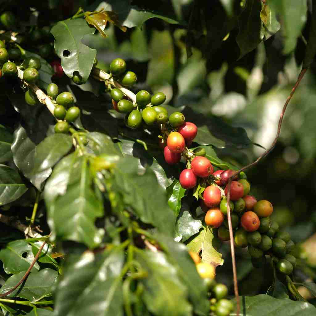Cafetal en granja Huitaca