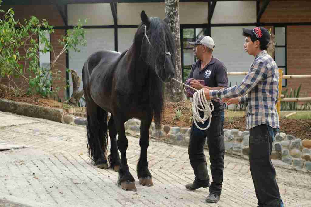 maestro explicando tips para cuidar animales de granja