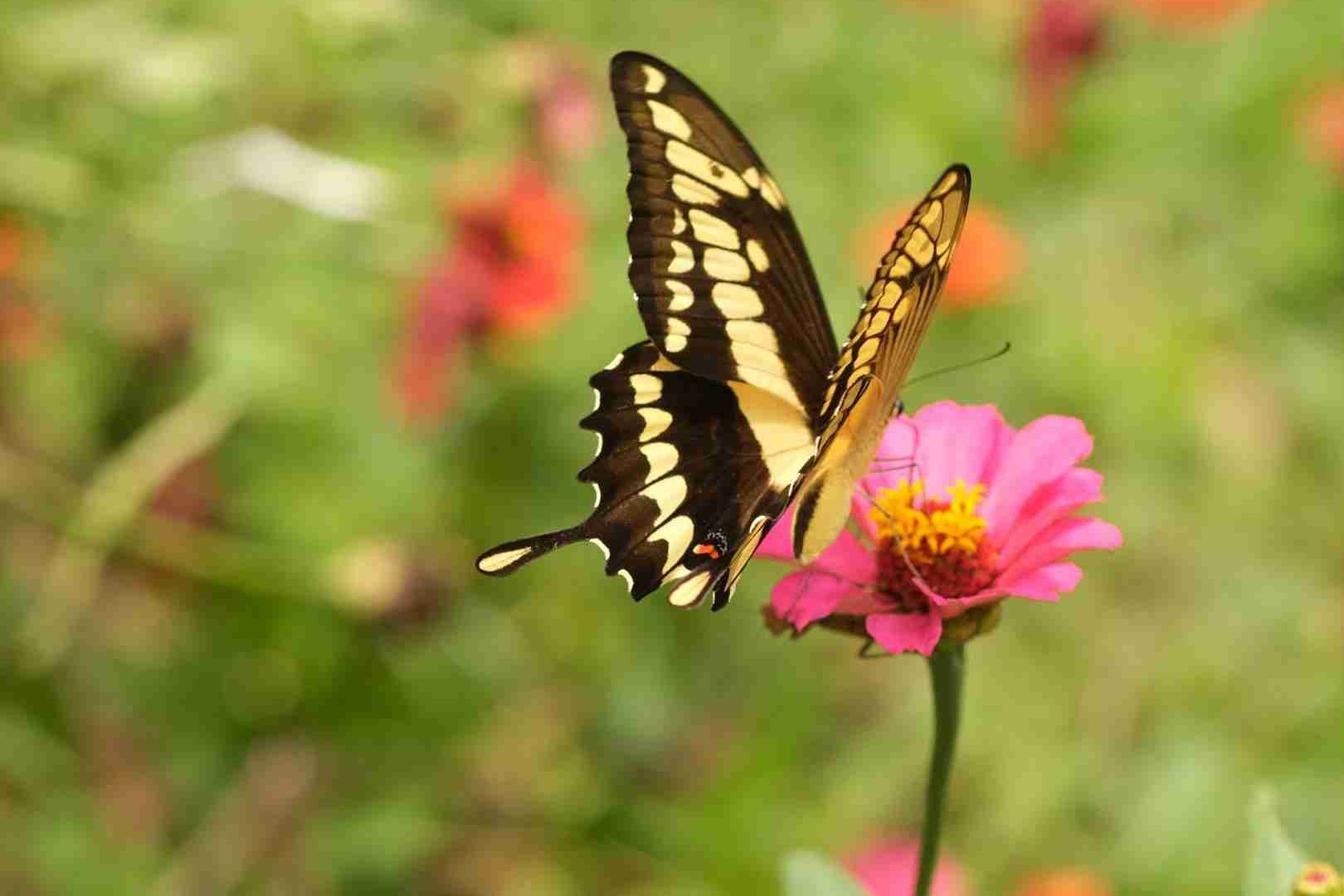 Mariposa de la granja Huitaca