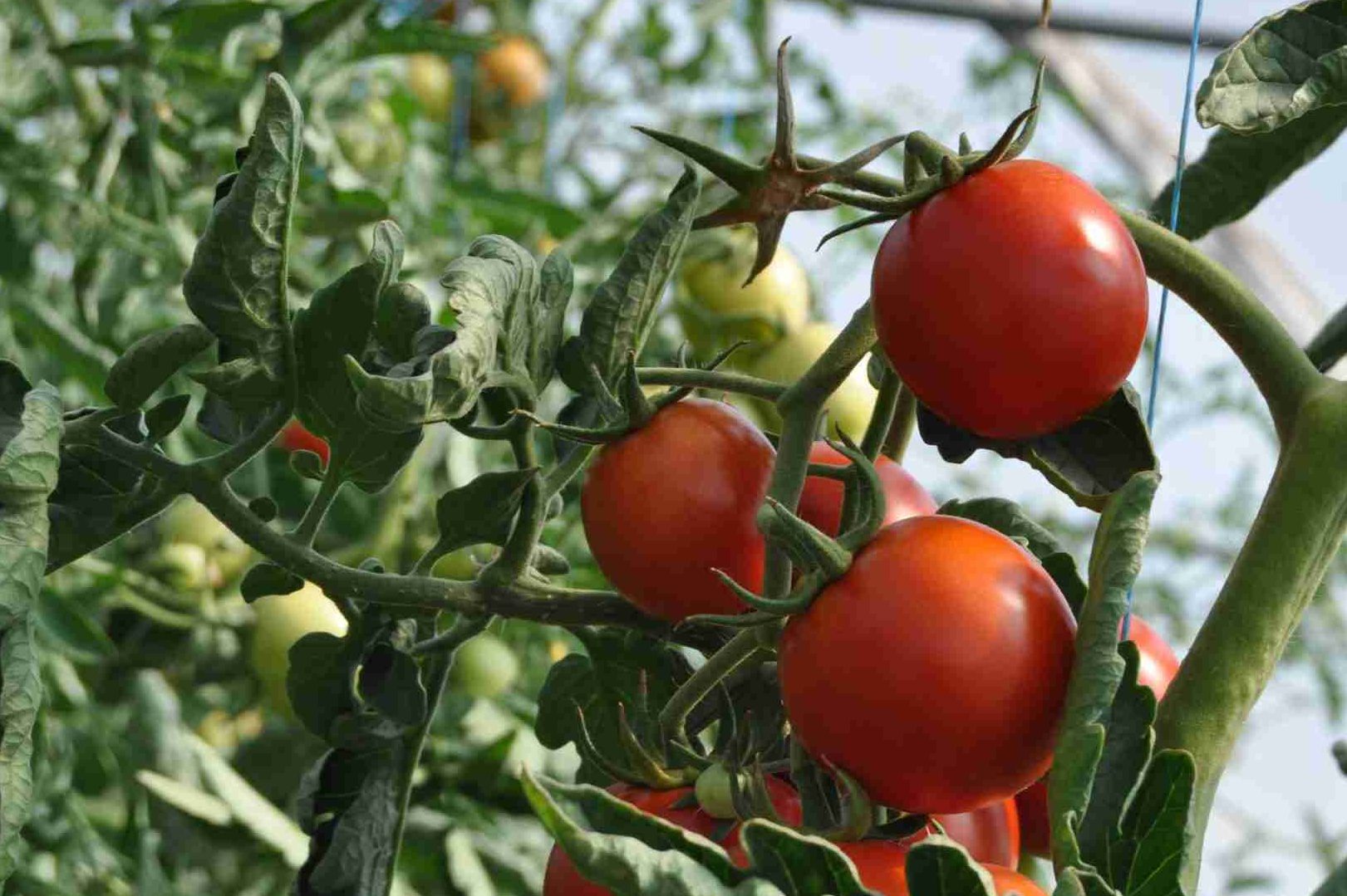 tomates de la granja Huitaca